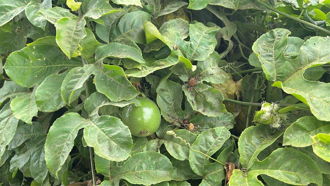 Foto 12